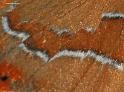 betulae 2a